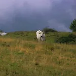 Villa Colticciola Agriturismo Marche 카글리