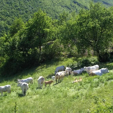 Colticciola Marche Cagli