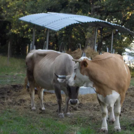 Villa Colticciola Agriturismo Marche Farm stay