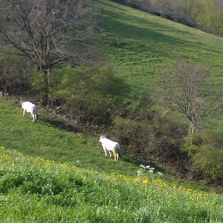 Villa Colticciola Agriturismo Marche